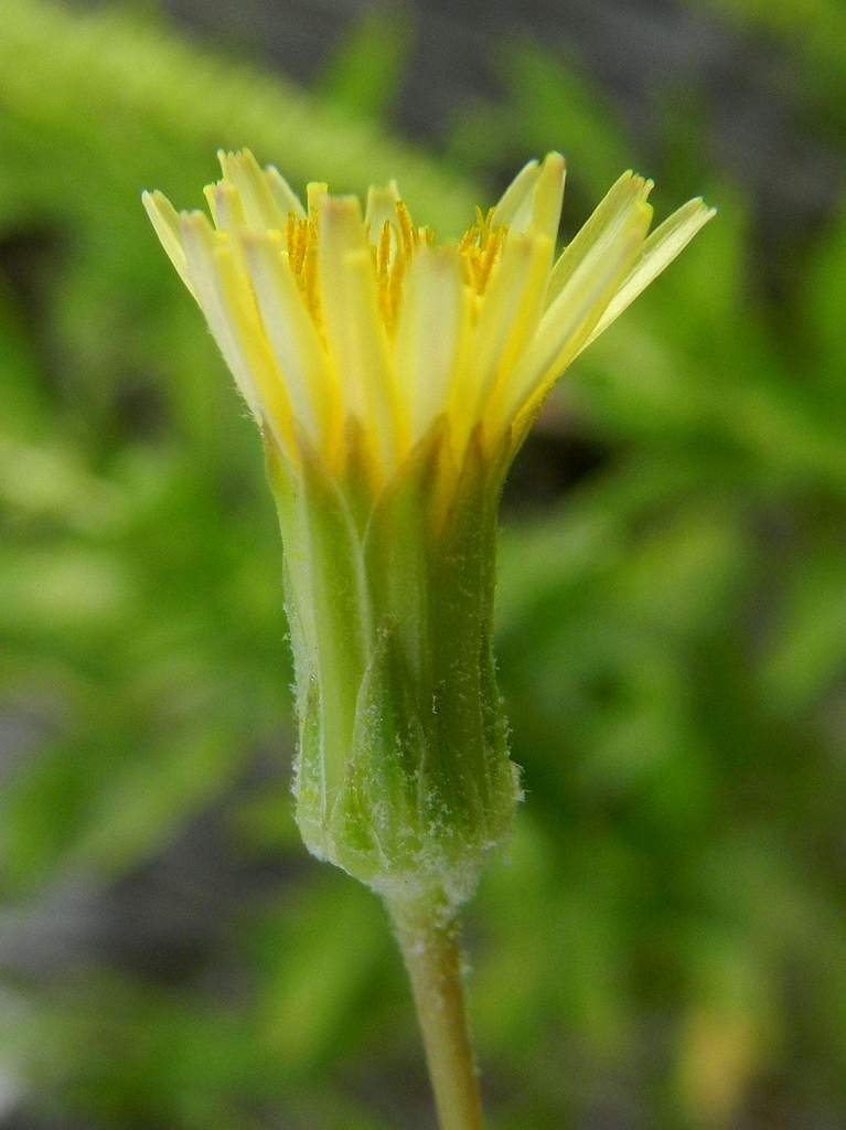 Asteraceae Sonchus sp.